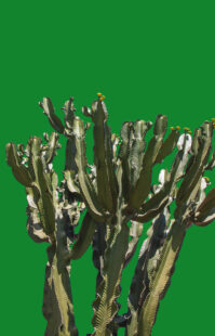Cactus Green, 2023