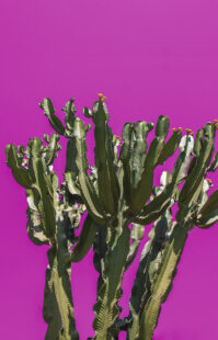 Cactus Pink, 2023