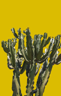 Cactus Yellow, 2023